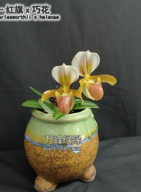 绿缘兜兰 红旗x巧花P charlesworthii X helenae小型桌面盆栽