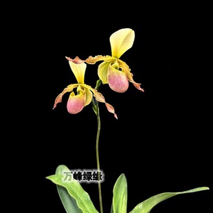 Yuan Panjiang Paphiopedilum 绿缘兰花 多花型兜兰新品 盘江缘