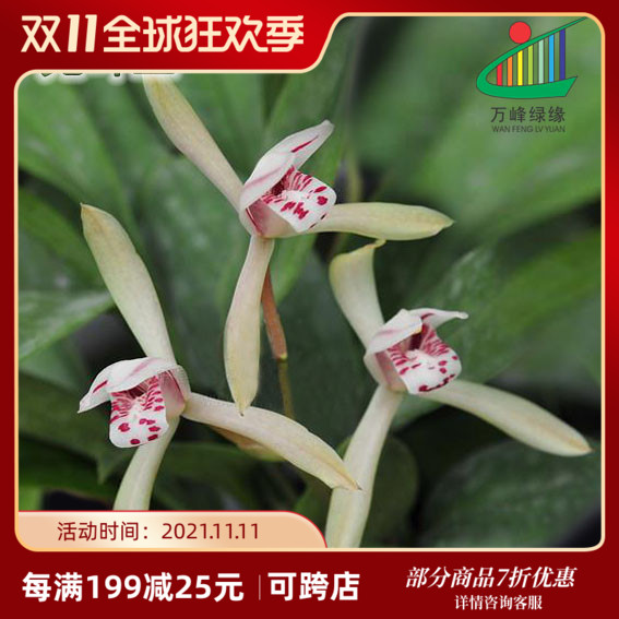 绿缘兰花兔耳兰cymbidium lancifolium hook室内盆栽植物花卉包邮