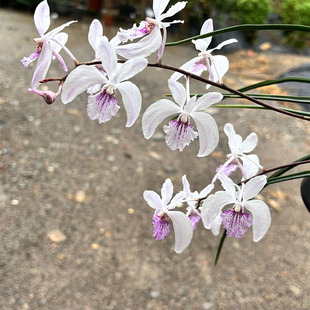 万峰绿缘【管叶槽舌兰半素】附生兰兰花可板植可盆栽粉白色兰花