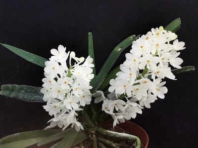 绿缘兰花【鸟舌兰素花-白鸟】稀有袖珍雨林缸生态缸造景附生兰