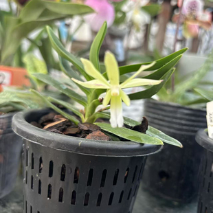 万峰绿缘【奇遇风兰】风兰室内植物好养庭院盆栽