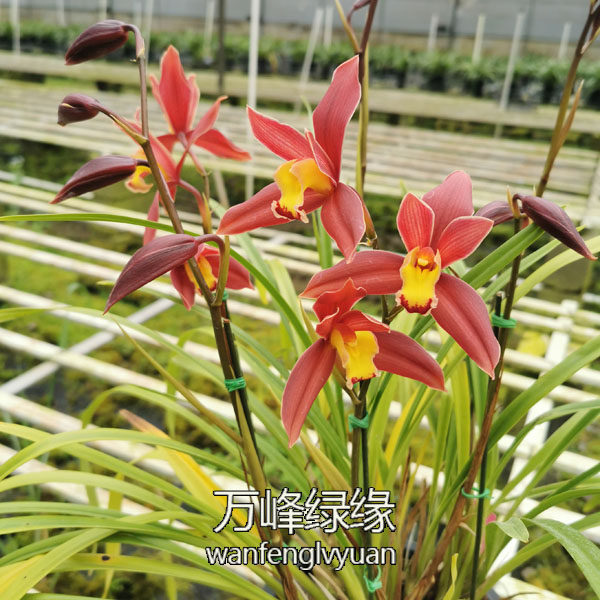 绿缘兰花【红佛】花大独特橙红色杂交兰室内桌面盆栽原盆发货