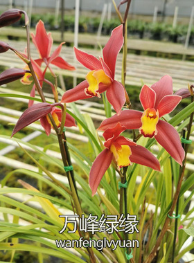 绿缘兰花【红佛】花大独特橙红色杂交兰室内桌面盆栽原盆发货
