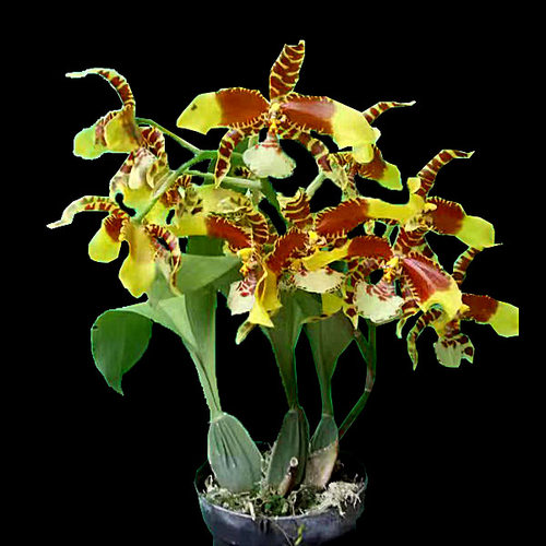 文心兰花大黄色开花性好