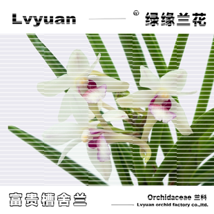 万峰绿缘[富贵槽舌兰]有香味透气控根盆种植网杯