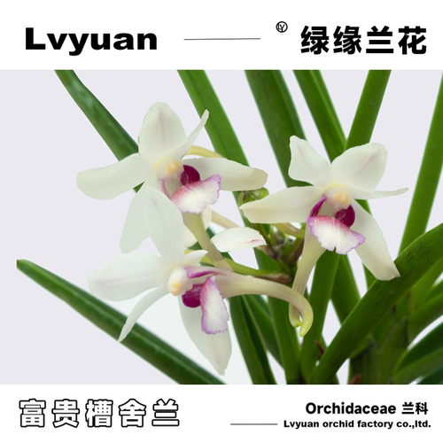 万峰绿缘[富贵槽舌兰]有香味透气控根盆种植网杯