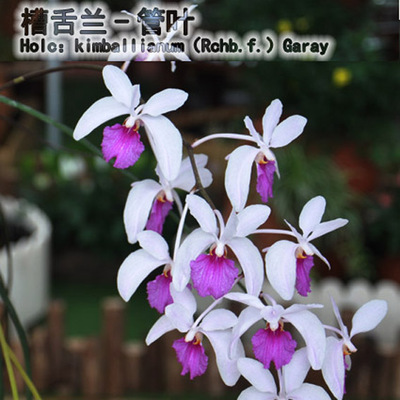 绿缘 兰花-洋兰杂属-槽舌兰-管叶（Holcoglossum kimballianum）