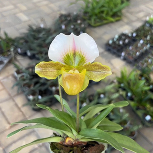 万峰绿缘兰花（一点翠兜兰）红旗×绿肉饼