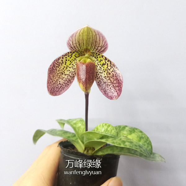 万峰绿缘兰花[红韵兜兰] 胼胝X文山