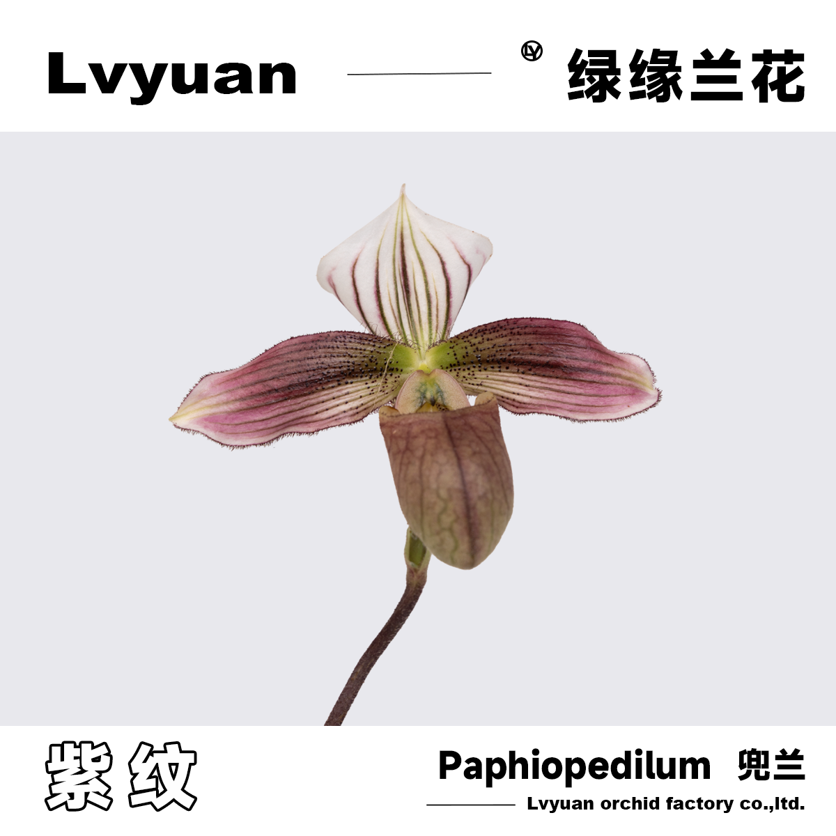 稀有兰花兜兰万峰绿缘