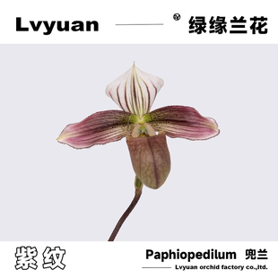 万峰绿缘 稀有兜兰紫纹盆栽室内客厅茶几桌面装饰花卉绿植