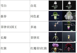 绿缘兰花  新品小苗兜兰