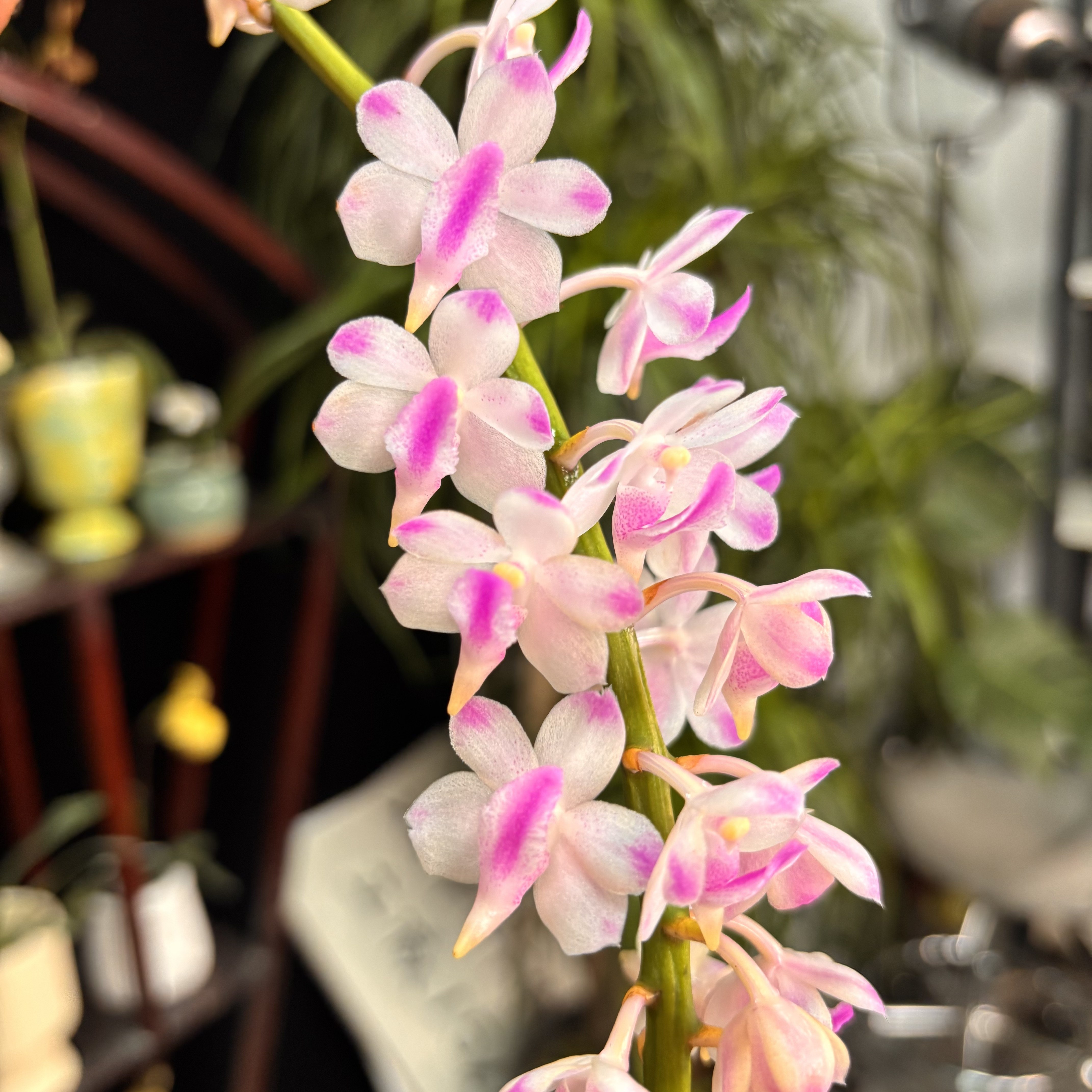 【香花指甲兰X多花指甲兰】附生兰花粉色花色艳丽花期持久带香味