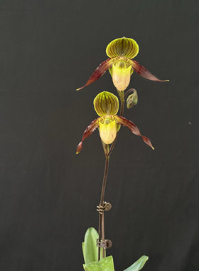 万峰绿缘 Paph.Shireen喜临兜兰  杂交多花系苍叶x菲律宾兜兰
