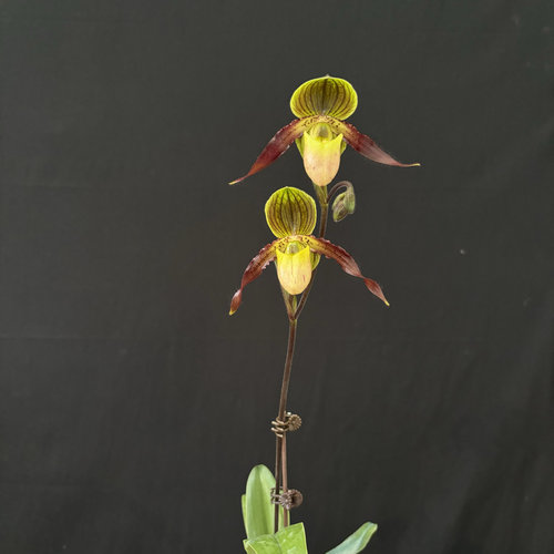 万峰绿缘 Paph.Shireen喜临兜兰  杂交多花系苍叶x菲律宾兜兰