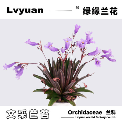 万峰绿缘-文采-实生苗室内桌面型苦苣苔