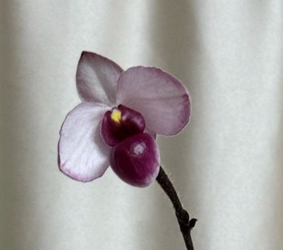 黑德氏 原生种 叶片非常独特 叶片边缘带酒红色 花朵颜色鲜艳