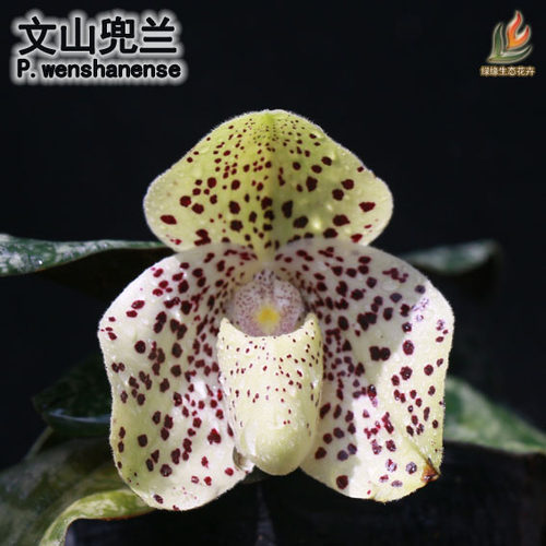 万峰绿缘兰花实生苗原生种-文山兜兰精品