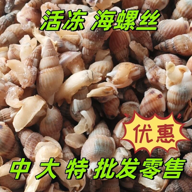 海螺丝鲜活海锥冷冻海瓜子熟冻海锥特大麻辣海螺丝新鲜螺丝海鲜