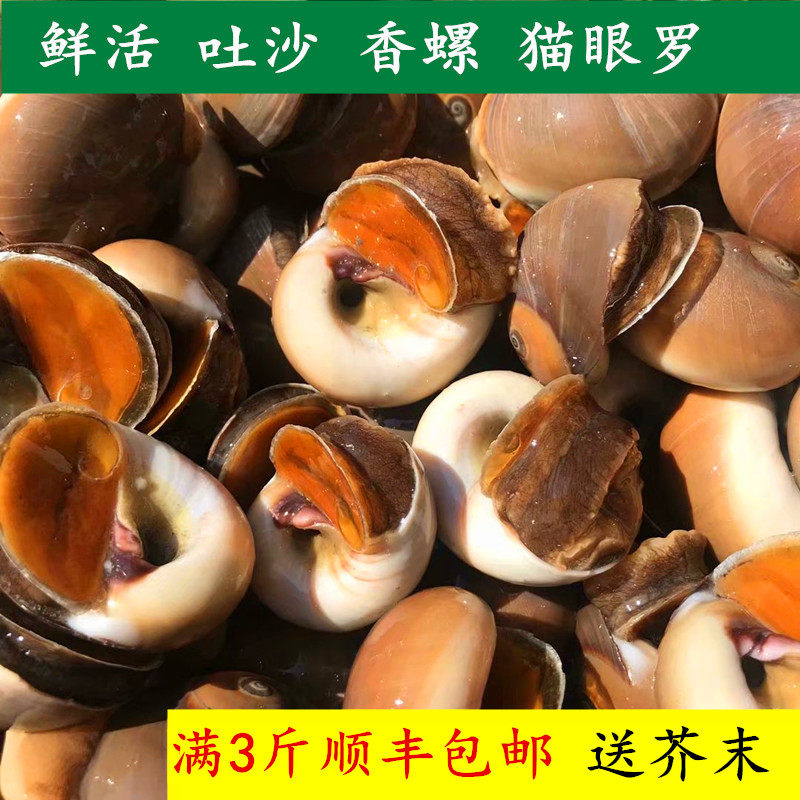 丹东东港海鲜香螺 新鲜香螺 鲜活香螺 扁玉螺 海螺 3斤包邮