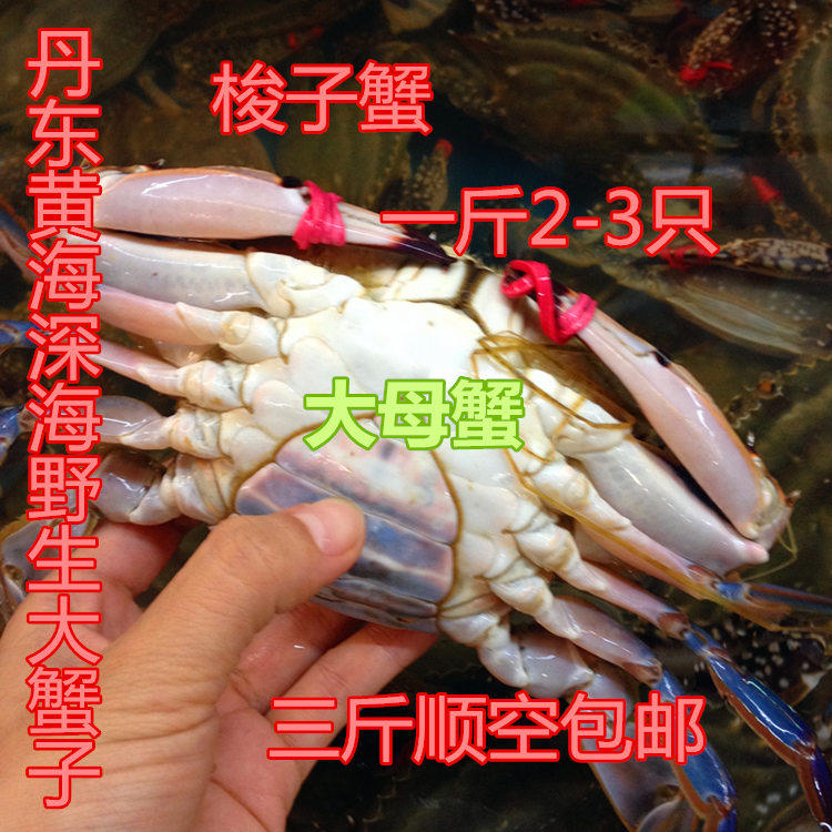 丹东特产黄海鲜活大飞蟹 大母蟹 梭子蟹 青蟹 海鲜水产 顺丰包邮