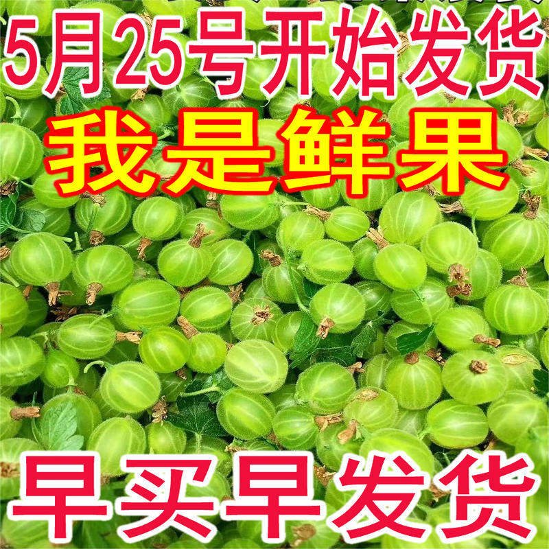 东北新鲜灯笼果鲜果醋栗酸子刺梨酸掉渣鹅莓酸梅刺果酸钉子酸瓜瓜