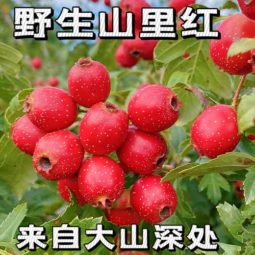 野生东北特产野生山里红