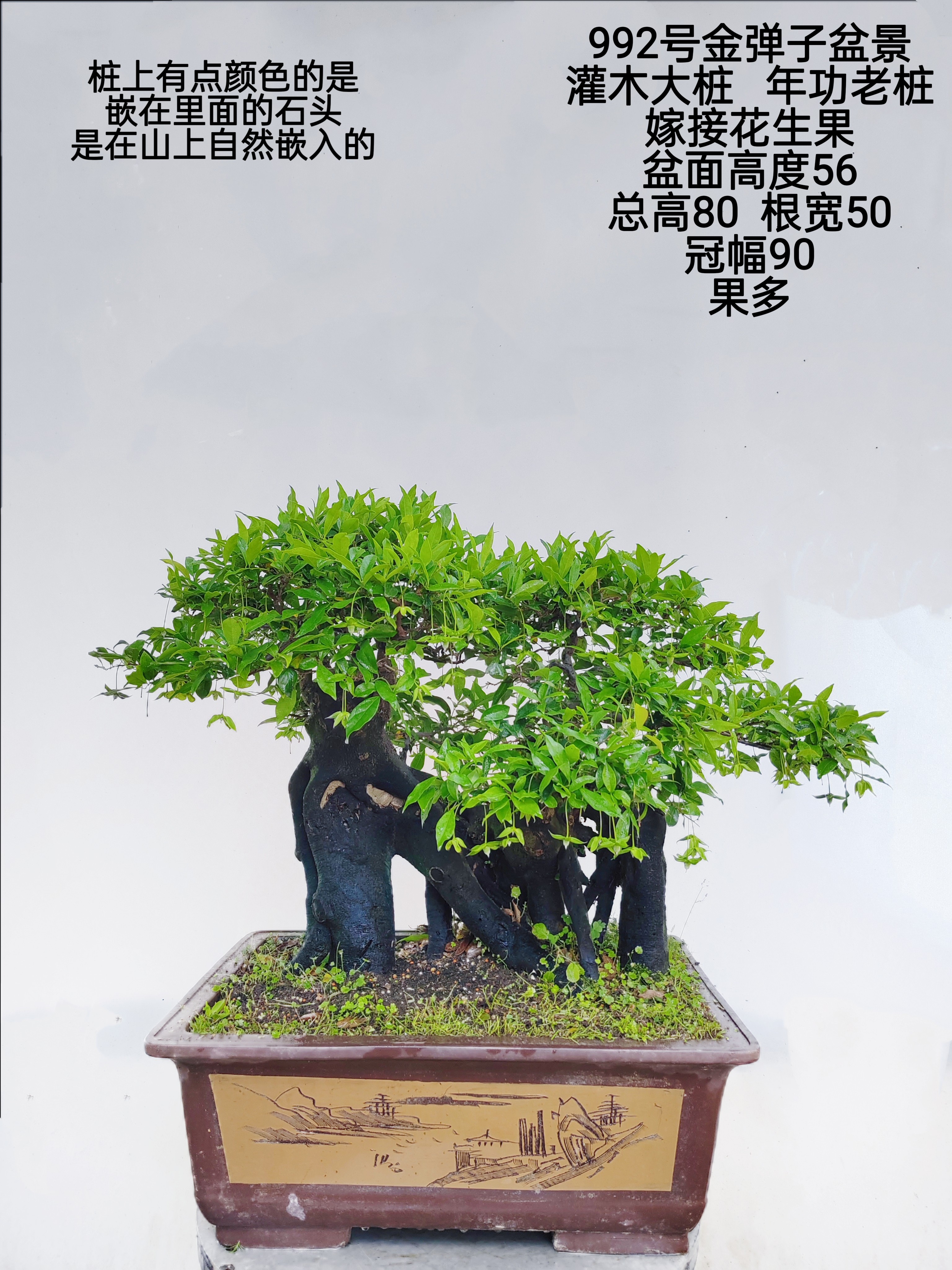 金弹子盆景矮霸型灌木大桩嫁接桩挂果成品母桩阳台庭院高档盆景