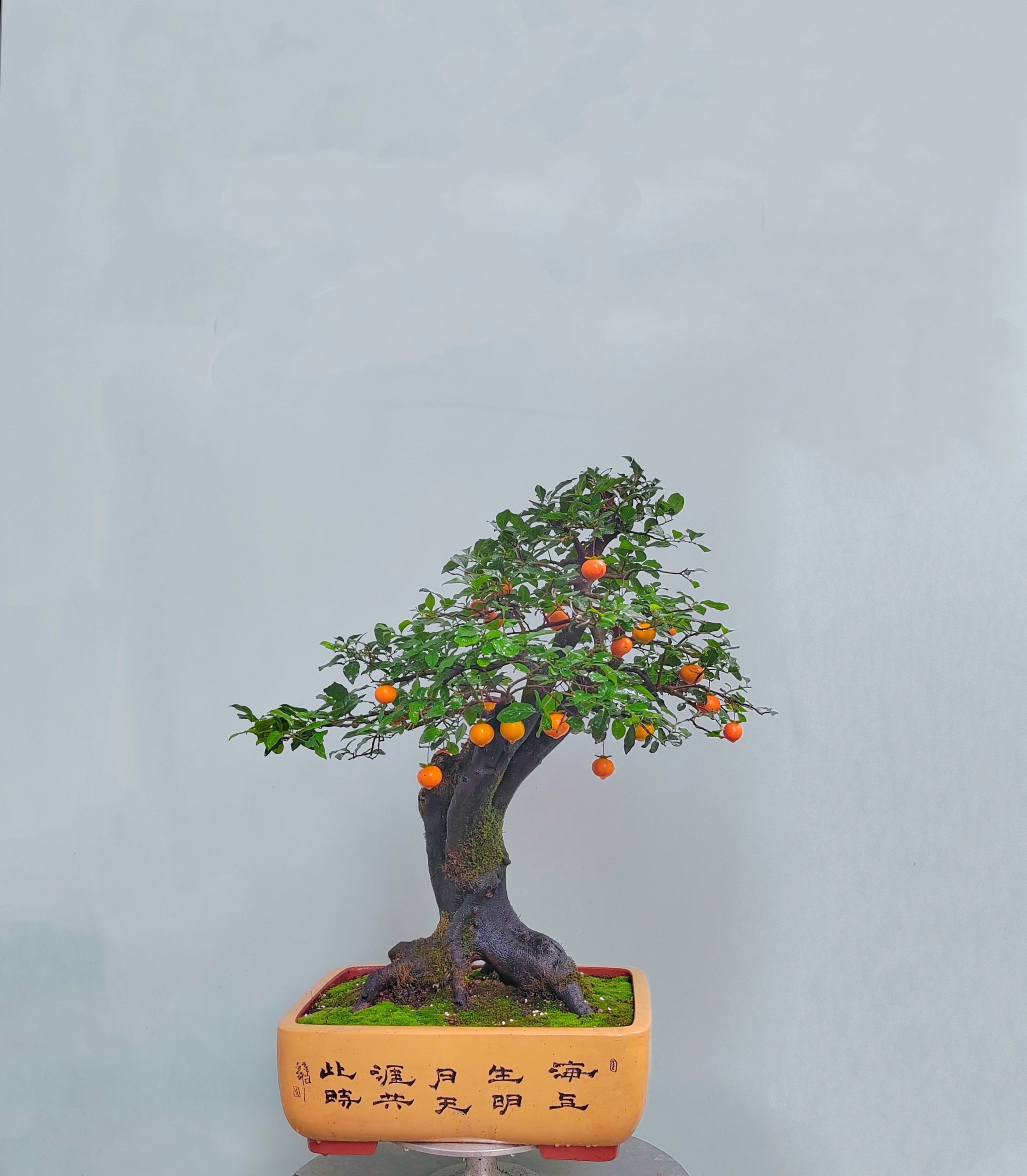 金弹子原生母桩红果嫁接桩熟桩成品大型阳台庭院绿植客厅盆景