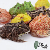 角蛙活体宠物青蛙绿角蛙蝌蚪黄金角蛙活物蝴蝶角蛙钟角蛙霸王角