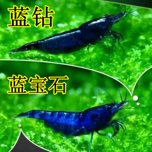 蓝宝石虾蓝钻虾淡水除藻虾黑壳虾蓝丝绒红白水晶虾观赏虾工具虾