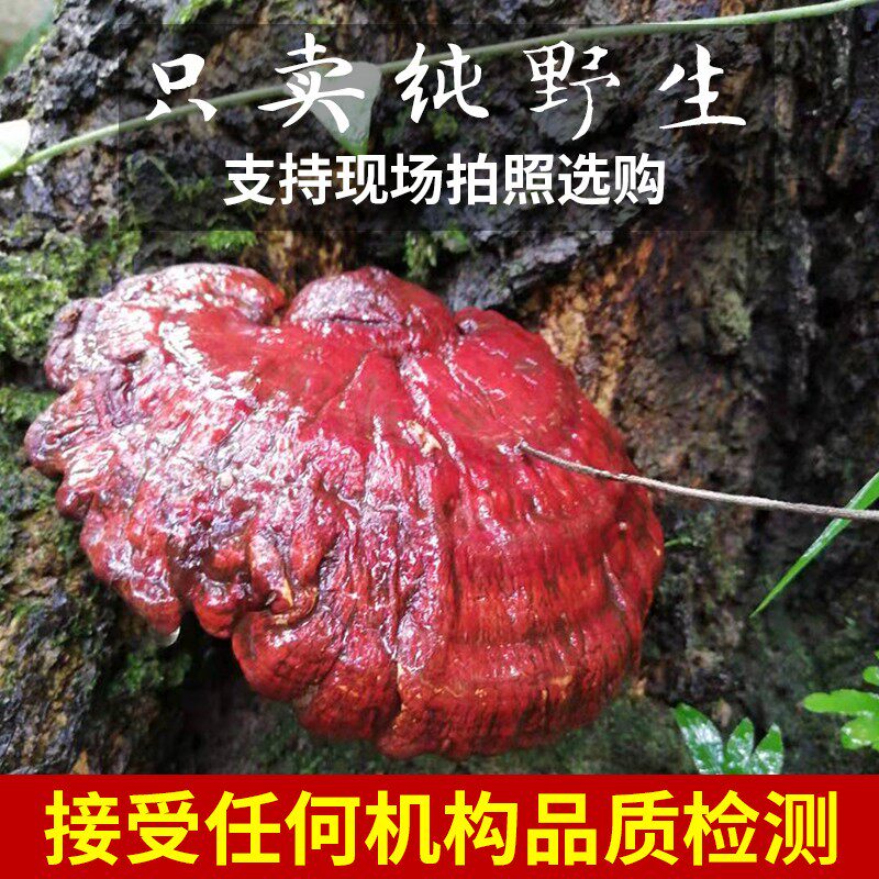 贵州野生赤灵芝纯天然整枝血灵芝可切片250g正品红灵芝干货泡酒