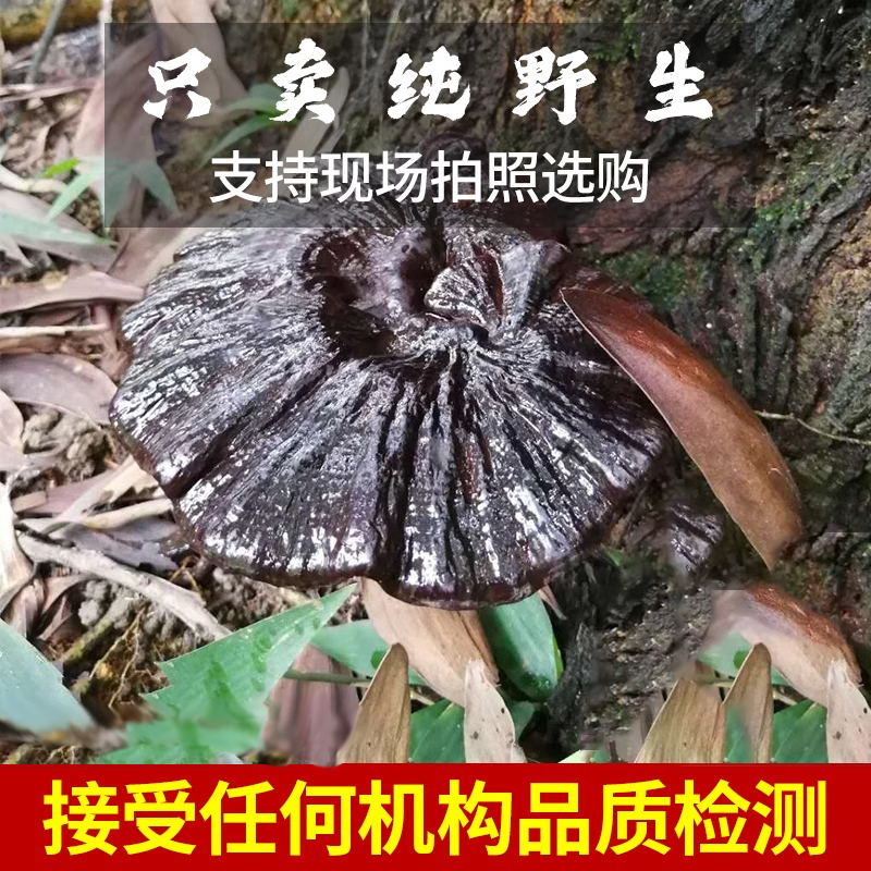 正宗纯天然贵州野生黑紫灵芝干货整枝朵林芝切片泡酒正品新货250g