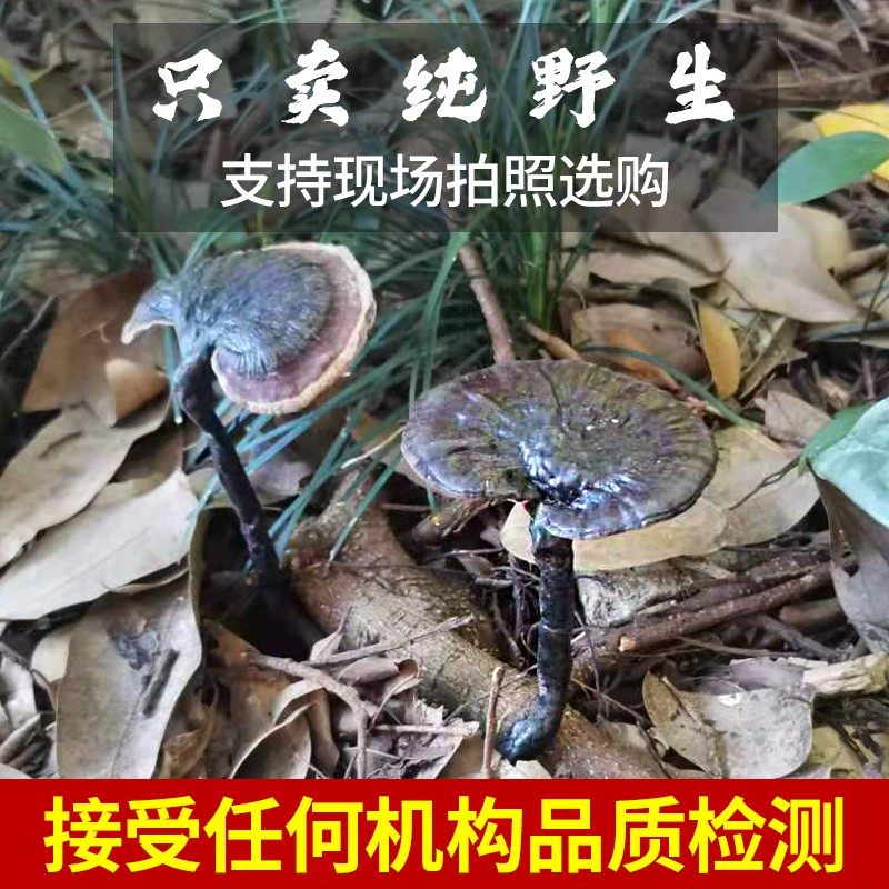 Guizhou Pure Natural Authentic Wild Black Purple Ganoderma Dried Fruit Whole Slices Soaked in Wine for Health Preservation Chinese Herbal Medicine 250g