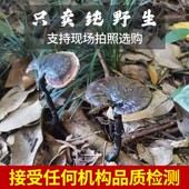 贵州纯天然正宗野生黑紫灵芝正品 干货整朵切片泡酒养生中药材250g