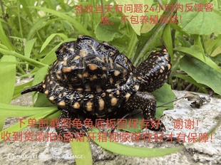 人工养殖高背斑点龟苗哈米龟满天星龟观赏龟3厘米左右