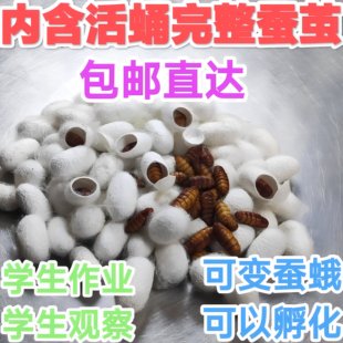 鲜活蚕蛹蚕茧可孵化带活蛹活体可变蛾蚕蛾三年级科学课蚕茧活蛹
