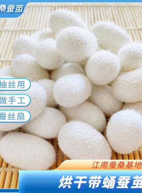 天然烘干完整带蚕蛹桑蚕茧抽丝手工彩绘展示蚕茧壳桑蚕丝团扇蚕茧