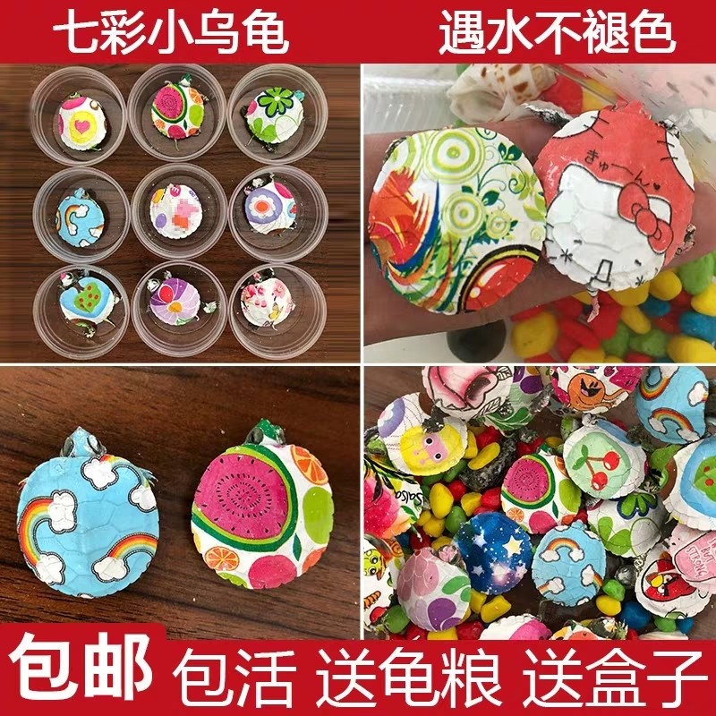 炫彩小夜光彩巴乌龟彩龟活体地摊夜市彩绘喷绘彩玩具