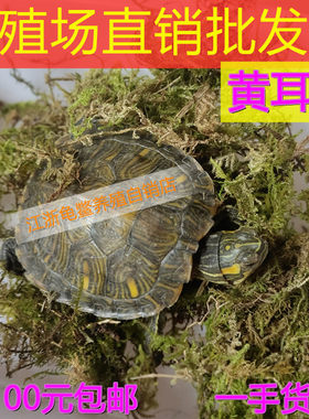 黄耳龟活体宠物龟观赏龟包邮
