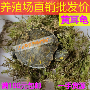 黄耳龟 小乌龟活体宠物龟龟深水龟观赏龟全品批零