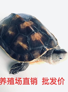 珍珠龟宠物龟包邮观赏龟