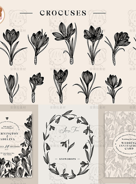 番红花Crocus主题黑白插画花卉元素婚礼邀请函卡片海报矢量素材