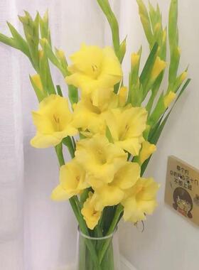 基地直发黄色剑兰鲜花唐菖蒲花卉节节高鲜切花家庭客厅室内养插花