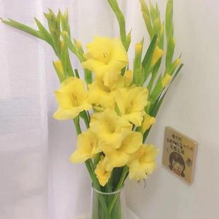 基地直发黄色剑兰鲜花唐菖蒲花卉节节高鲜切花家庭客厅室内养插花