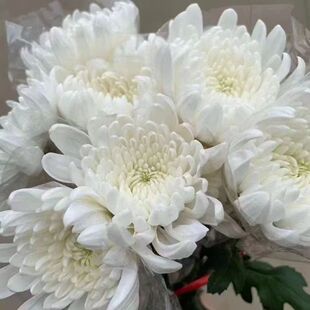 清明节用花黄白菊花鲜花鲜切花广州基地新鲜现采现发黄菊花白菊花