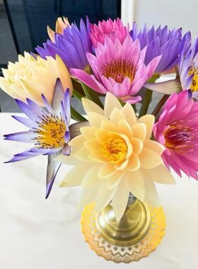 睡莲鲜花鲜切花紫色家庭装饰室内插花广州产地新鲜直发