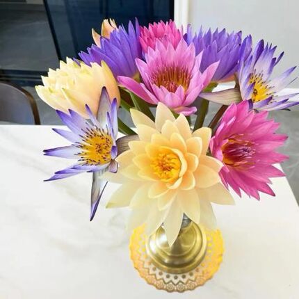 睡莲鲜花鲜切花紫色家庭装饰室内插花广州产地新鲜直发