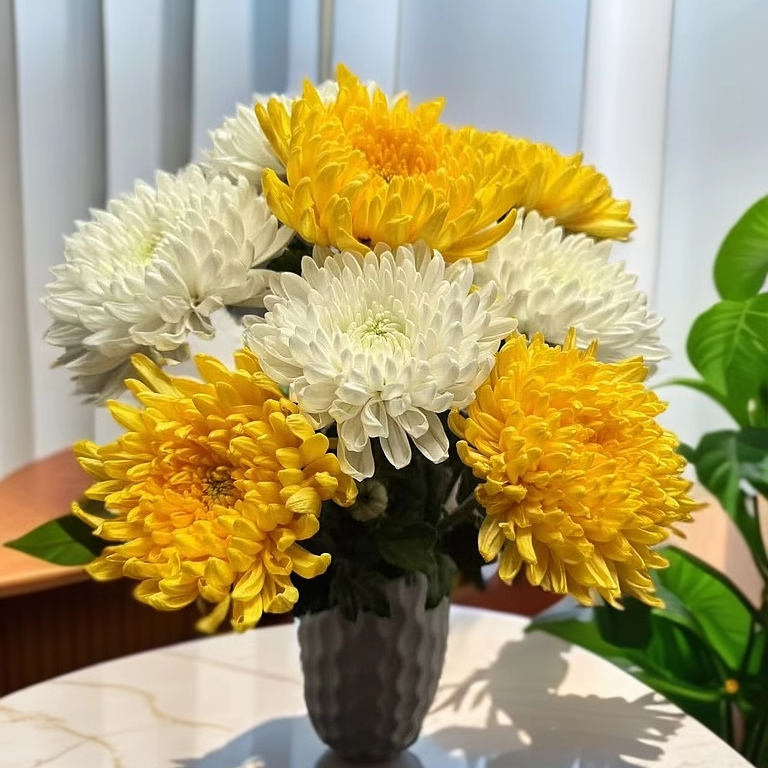 优质黄白菊花鲜花清明节用花鲜切花基地直发新鲜扫墓祭祖拜山真花